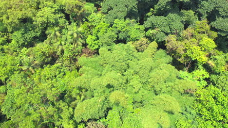 Vista-Aérea-De-Drones-De-árboles-Verdes-De-Verano-En-Un-Bosque-Tropical-Amazónico-En-Brasil