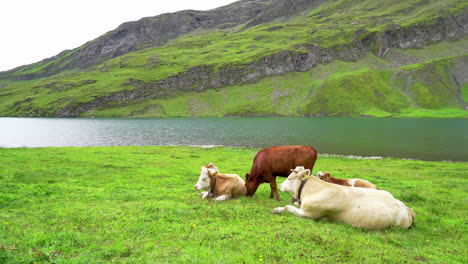 Vaca-Con-Lago-Bachalpsee-Y-Alpes-Suizos-En-Grindelwald