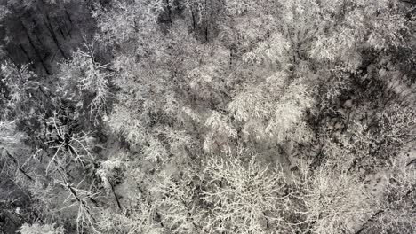 A-snowy-forest-floor-from-above
