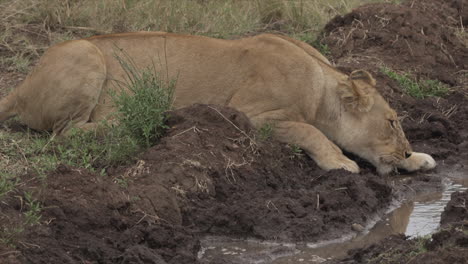 Lioness-drinking-water-from-the-side-of-the-road-in-Masai-Mara,-Kenya,-Africa