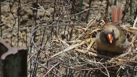 Bird-sitting-on-eggs-in-nest