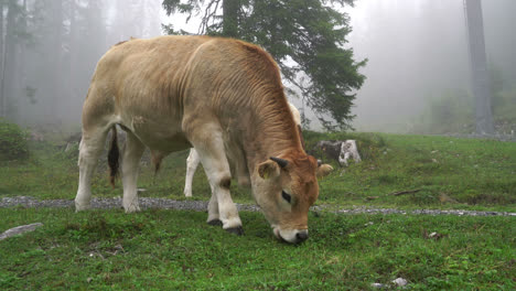 Kuh-Frisst-Gras-Auf-Dem-Hügel