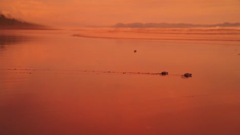 Frisch-Geschlüpfte-Baby-lederschildkröten-Machen-Ihre-Ersten-Schritte-In-Richtung-Pazifischer-Ozean-In-Costa-Rica-An-Einem-Romantischen-Sandstrand-Bei-Sonnenuntergang