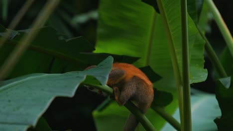 Zeitlupenclip-Eines-Neugierigen,-Wilden-Und-Niedlichen-Totenkopfäffchens-Auf-Einer-Palme,-Das-Im-Manuel-Antonio-Nationalpark-In-Costa-Rica-Klettert-Und-Nach-Nahrung-Sucht