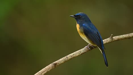 Chinese-Blue-Flycatcher,-Cyornis-glaucicomans,-showing-its-back-and-curiously-looking-around-while-perching-on-a-branch-and-flies-off