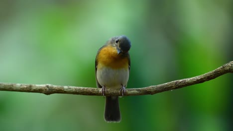 Indochinese-blue-flycatcher,-female,-Cyornis-sumatrensis,-perched-on-a-vine-with-very-soft-afternoon-light-as-it-looks-around-before-it-jumps-into-a-birdbath