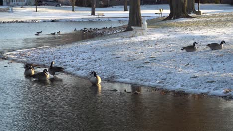 Wild-Canadian-Geese-at-a-small-pond-in-a-municipal-park,-on-a-sunny,-snowy-winter-afternoon