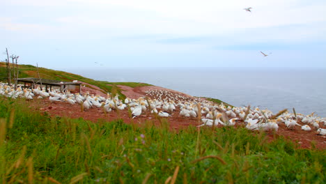 Northern-gannet-bird-landing-in-nesting-colony-near-cliff-with-grass-in-foreground,-Quebec