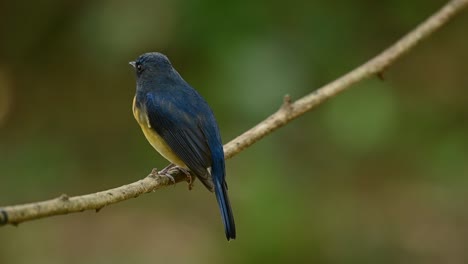 Chinese-Blue-Flycatcher,-Cyornis-glaucicomans,-as-seen-from-the-back-and-trying-to-regurgitate-some-digested-food-to-free-its-throat-from-solid-materials