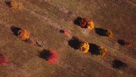 Downwards-drone-shot,-top-view,-of-colorful-autumn-trees,-on-a-bright-sunny-day