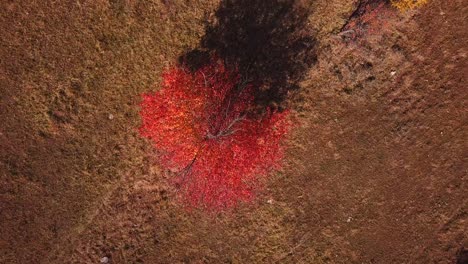 Rotating-drone-shot,-top-view,-of-a-bright-red-tree,-on-a-sunny-autumn-day