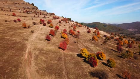 Sliding-drone-shot-of-colorful-autumn-trees,-on-a-bright-sunny-day