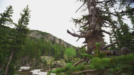 Dead-alpine-tree-with-mountian-in-background