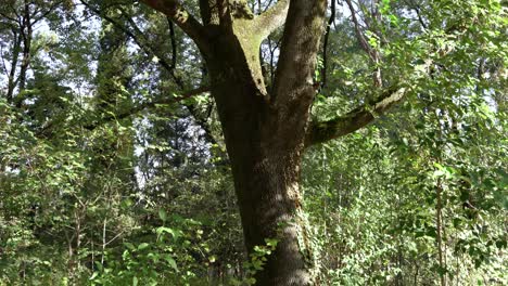 árbol-De-Arce-Con-Muchas-Ramas-Y-Lleno-De-Hojas-Verdes-En-El-Bosque-Rodeado-De-Abedules-Y-Otras-Plantas-Silvestres,-Tiro-Lento-Hacia-Arriba