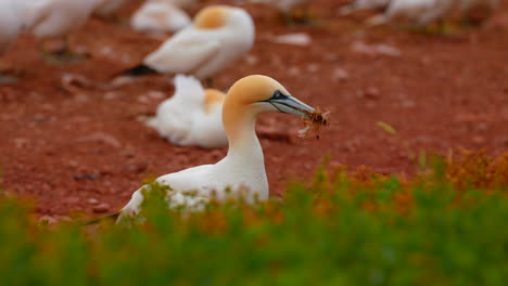 Northern-gannet-bird-gathering-nest-material-with-grass-in-foreground,-Quebec