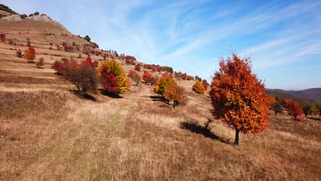 Forward-drone-shot-of-colorful-autumn-trees,-on-a-bright-sunny-day