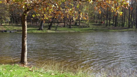Tree-with-yellow-leaves-on-bank-of-quiet-lake-with-ducks-swimming-on-a-sunny-autumn-day-in-park-with-people-walking