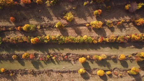Sliding-drone-shot,-top-view,-of-colorful-autumn-trees,-on-a-bright-sunny-day