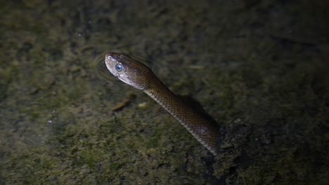 Checkered-Keelback,-Fowlea-piscator,-sticking-its-head-out,-tongue-darts-to-smell-its-surroundings-while-in-a-shallow-body-of-water-waiting-for-a-prey-to-pass-by-in-Kaeng-Krachan-National-Park