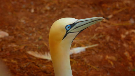 Northern-gannet-turning-head-left-to-right-in-a-funny-way,-close-up,-Quebec