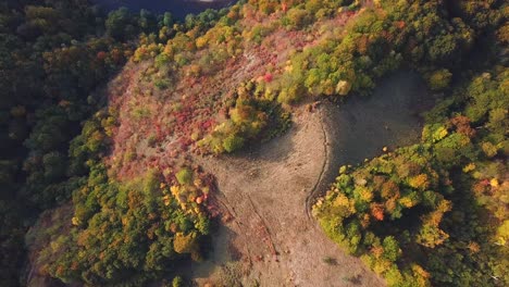 Aerial-shot,-top-view,-of-a-autumn-mountain-forest-and-a-river-flowing