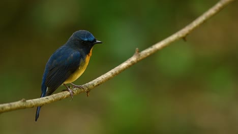 Chinese-Blue-Flycatcher,-Cyornis-glaucicomans,-perched-facing-front-on-a-diagonal-positioned-branch-while-it-is-looking-for-a-potential-food-item-on-the-ground-and-around