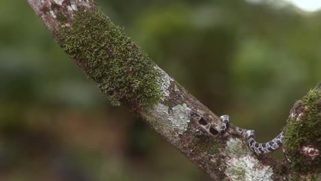 Serpiente-Sibynomorphus-Turgidus-En-La-Selva-Tropical-De-América-Del-Sur