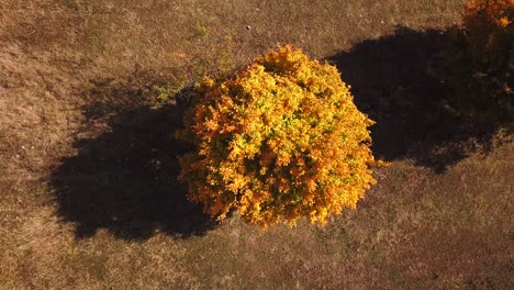 Rotating-drone-shot,-top-view,-of-a-bright-yellow-tree,-on-a-sunny-autumn-day