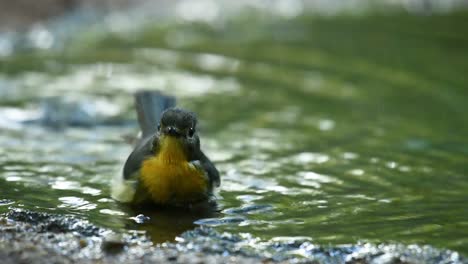 Indochinese-blue-flycatcher,-female,-Cyornis-sumatrensis,-bathing-in-the-shallow-part-of-a-birdbath-in-the-forest-before-dark