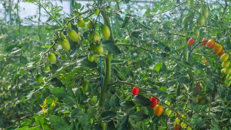 Cherry-tomatoes-growing-in-a-greenhouse,-pan