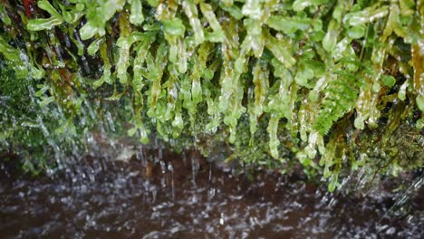 Drops-of-water-falling-down-to-stream-of-water,-Levada-in-Madeira,-close-up