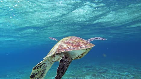 Curious-and-friendly-sea-turtle-gets-close-to-camera,-then-swims-away