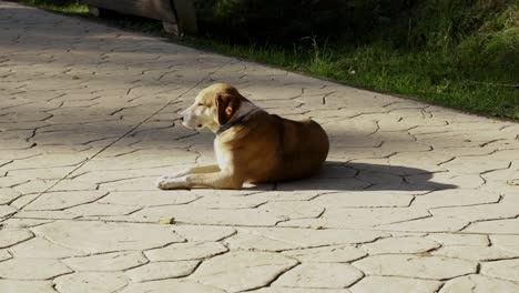 Street-dog-sleeping-on-quiet-park-road-in-front-of-sunlight-on-a-cold-autumn-day,-lonely-dog-on-street
