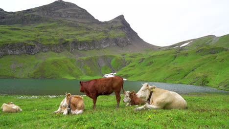 Vaca-Con-Lago-Bachalpsee-Y-Alpes-Suizos-En-Grindelwald