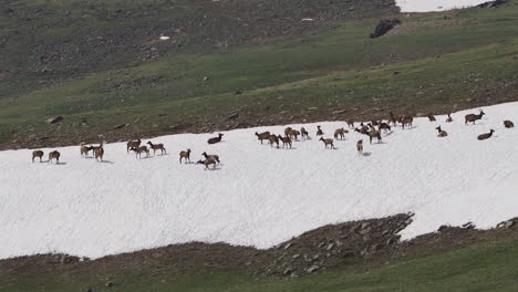Elk-playing-in-the-snow,-slow-motion