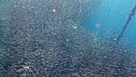 A-giant-school-of-sardines-swim-around-forming-magnificent-patterns