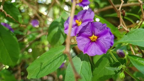 Kelchblume,-Nierembergia---Hübsche-Violette-Blüten-Mit-Tiefvioletten-Streifen-Und-Grünem-Laub
