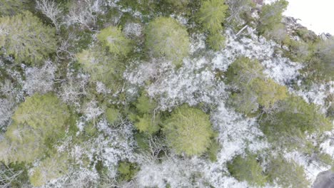 Isla-Del-Lago-Con-Grandes-árboles-Verdes-Cubiertos-De-Nieve-En-Medio-De-Un-Lago-Congelado-En-Noruega