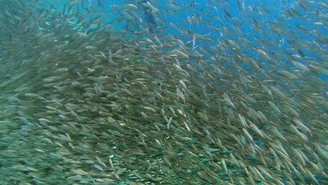 A-close-up-shot-of-sardines-swimming-along-the-coral-reef