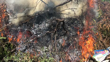 Nahaufnahme-Von-Brennenden-Büschen-Mit-Rauch-Und-Flammen-In-Indien