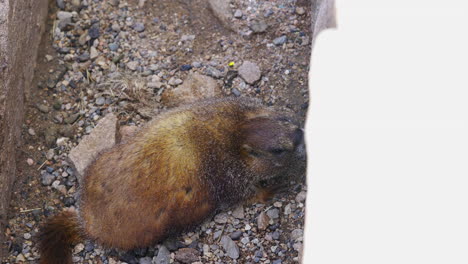 Rocky-Mountain-marmot-licking-rocks