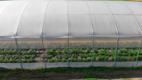 Driveby-shot-from-outside-of-greenhouse-full-of-vegetables-growing-in-rich-soil