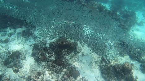 Sardinen-Bilden-Wunderbare-Formationen-über-Dem-Korallenriffboden