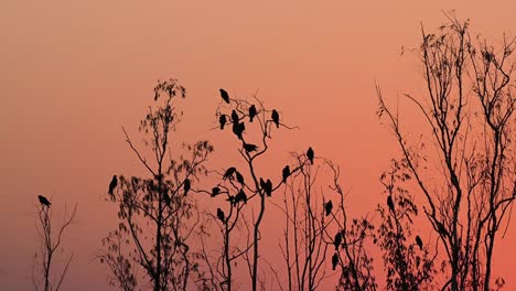 Black-eared-Kites,-Milvus-lineatus,-roosting-on-trees-during-the-sunset-while-the-sky-turned-pinkish-red-creating-a-beautiful-silhouette-of-the-birds-in-Pak-Pli,-Nakhon-Nayok