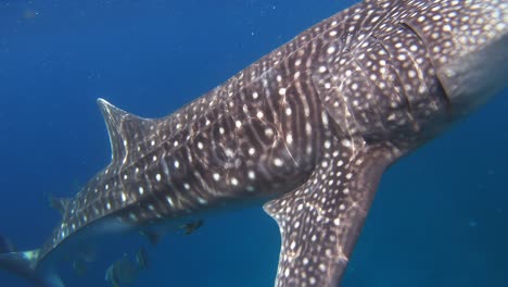A-close-up-shot-of-a-magnificent-whale-shark-eating-krill-off-of-sea-surface