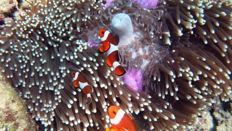 A-close-up-shot-of-three-clownfish-swimming-in-a-colorful-anemone