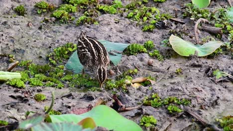 Common-Snipe,-Gallinago-gallinago,-pipes-down-deep-in-the-mud-to-find-some-live-food-to-eat-and-when-some-it-felt-something,-it-raised-its-head-up-and-started-to-chew-and-swallow