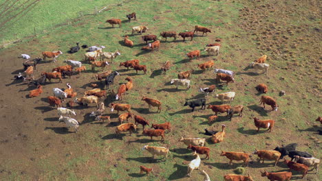 Top-dowh-aerial-establishing-shot-herd-of-cows-grazing-on-beautiful-brazilian-pasture