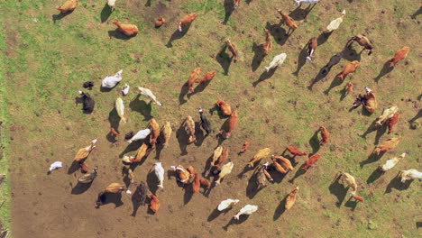 Top-down-aerial-view-of-herd-of-cows-grazing-on-brazilian-pasture