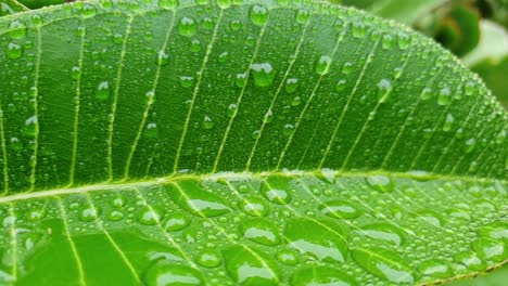 Green-wet-leaves-after-rain-with-drops-of-water-all-over-them-in-garden